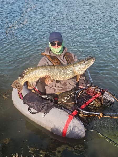 19lb 6oz pike from River Welland